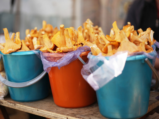 В Кузбассе – лисичковый сезон